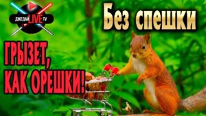 🔴 Главный враг мелких вредителей в WoWs! + ВАШИ ЗАКАЗЫ